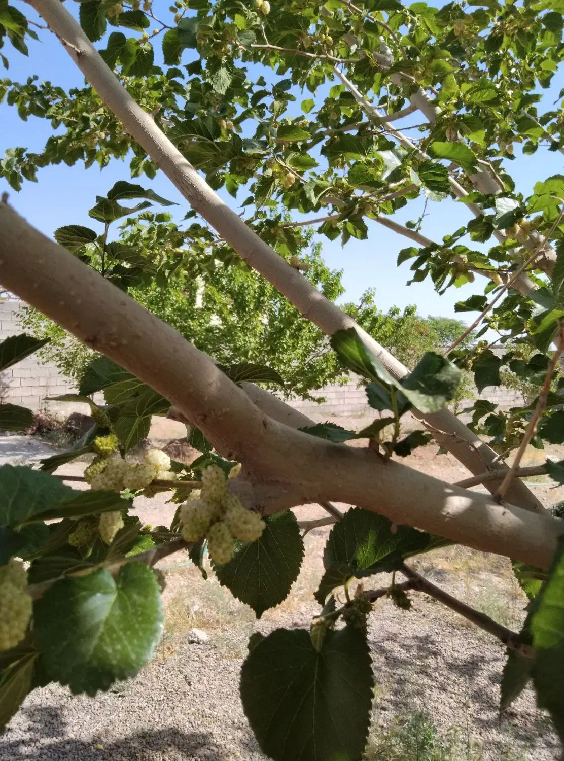 زمین ویلایی شهرک جمهوری جوپار|فروش زمین و ملک کلنگی|ماهان, |دیوار