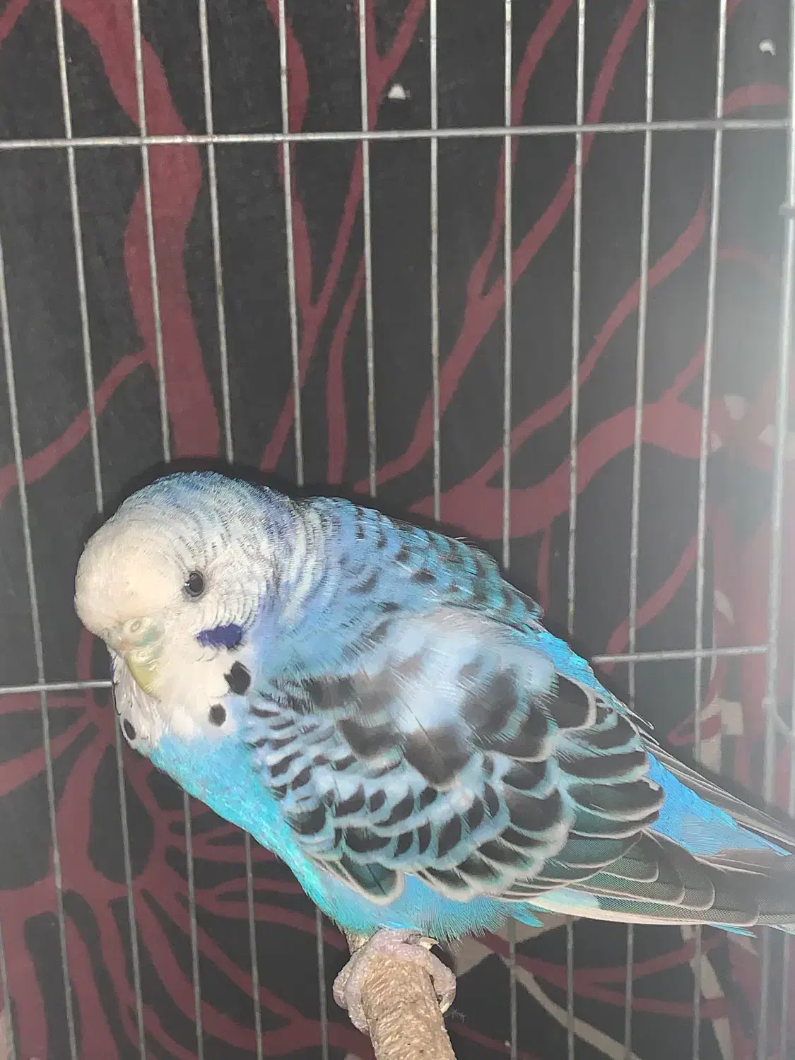 دو عدد مرغ عشق و دو عدد فنچ|پرنده|نکا, |دیوار