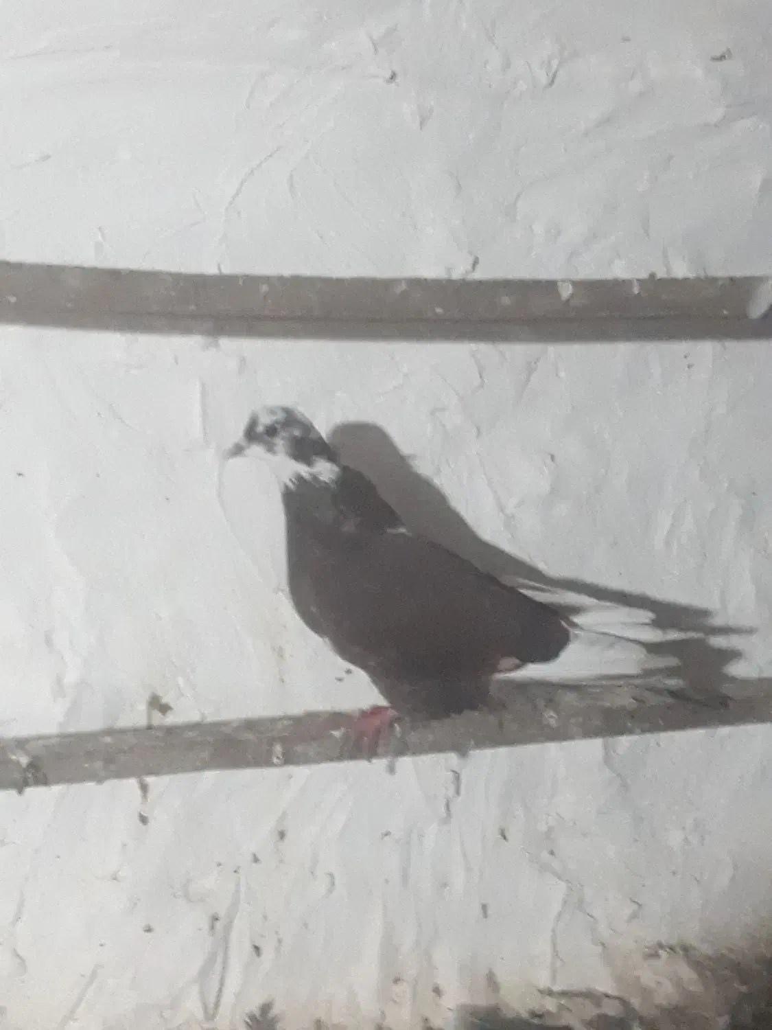 کبوتر غریب گیری|پرنده|مزرعه کتول, |دیوار