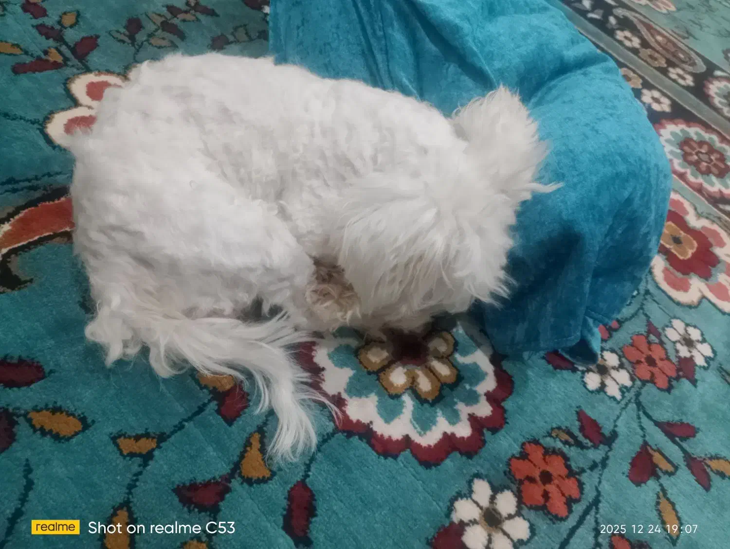 سگ ماده (برفی)|حیوانات|کرمانشاه, |دیوار