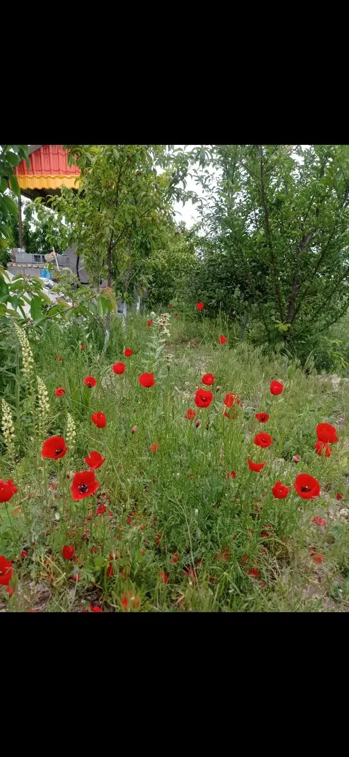 باغ 1200 متری اسجیل زیبا|فروش خانه و ویلا|گلمکان, |دیوار