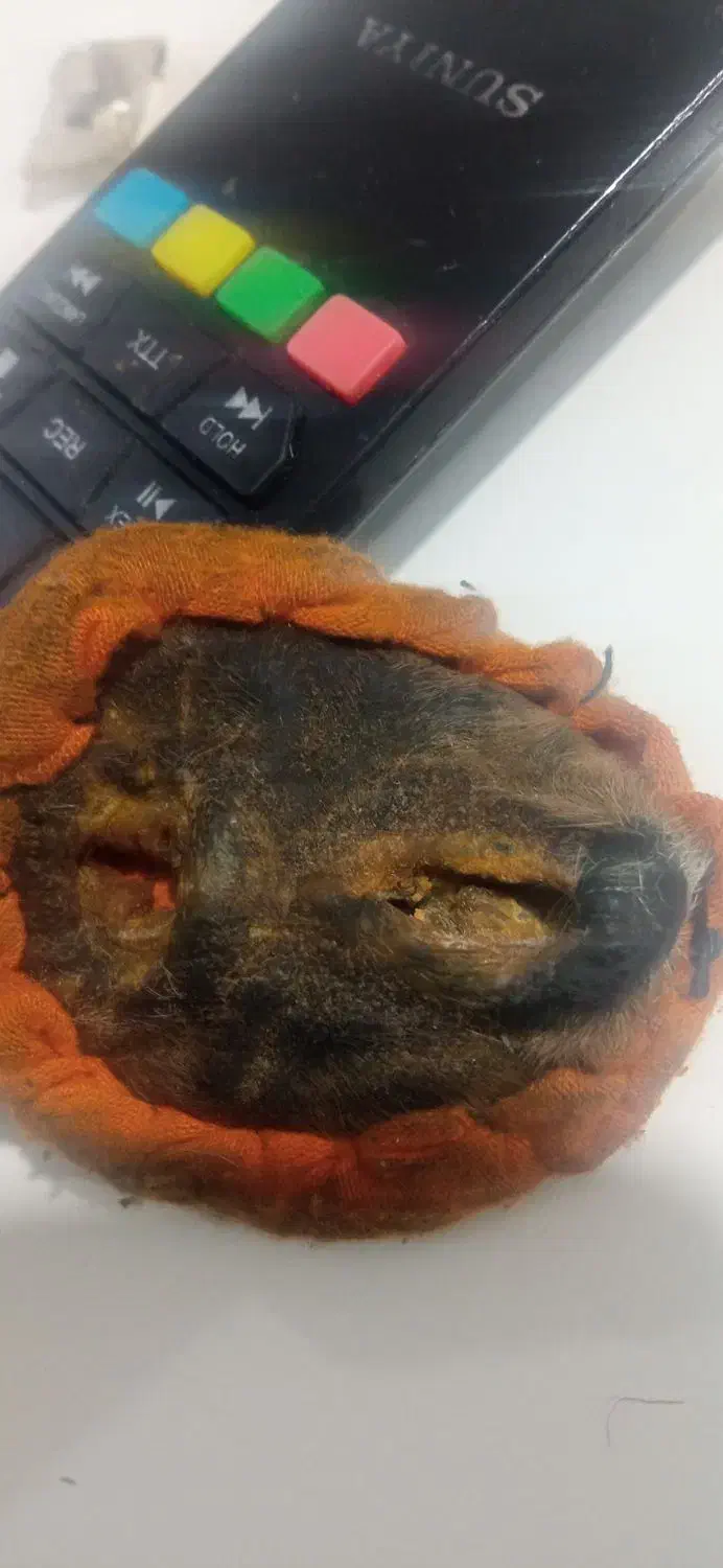 مهره اصلی|بدلیجات|یاسوج, |دیوار