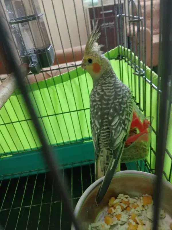 عروس هلندی نر رام با قفس|پرنده|ری, علایین|دیوار