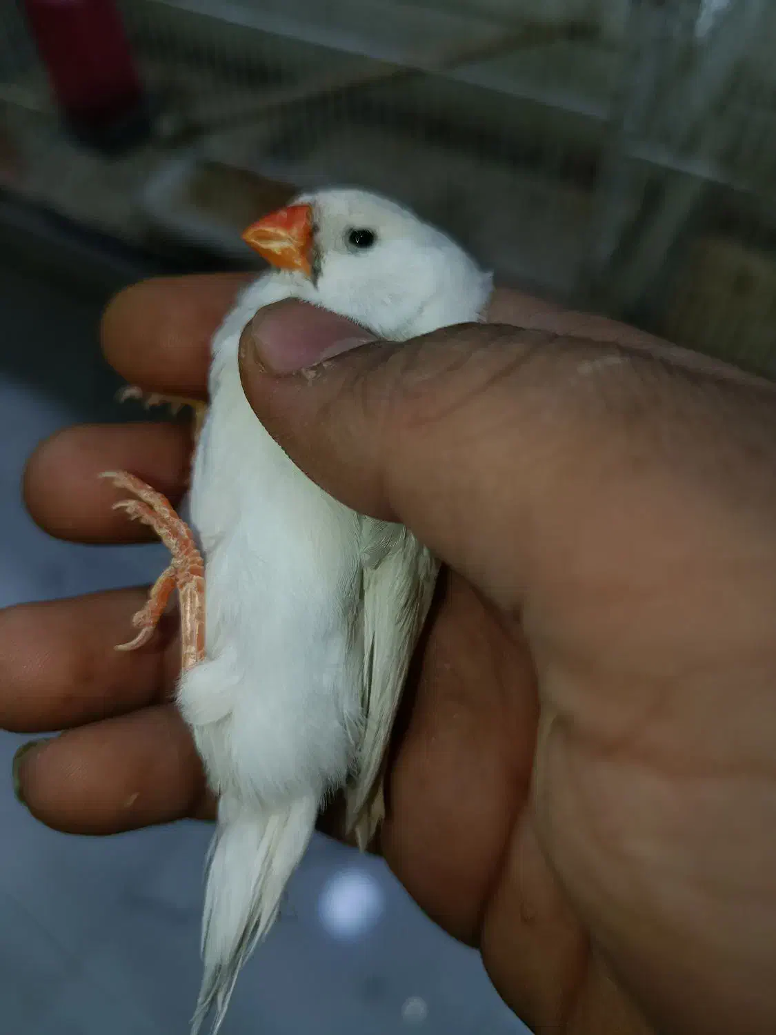 فمج انگلیسی|پرنده|بندرعباس, |دیوار