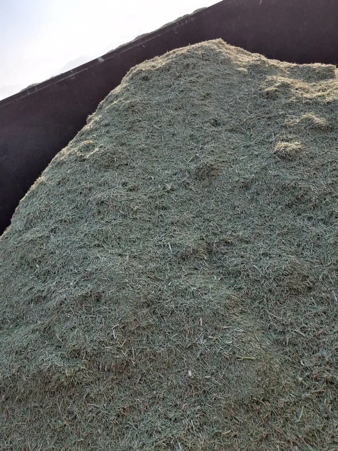 کاه خارشتر|حیوانات مزرعه|همدان, |دیوار