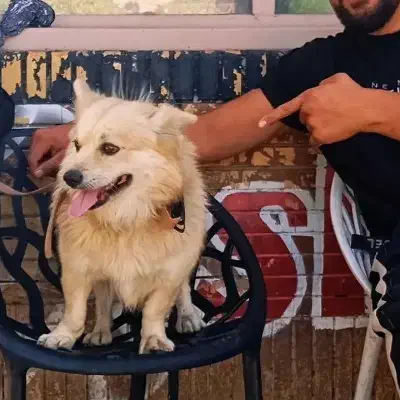 پامر گم شده|سگ|کرمانشاه, |دیوار