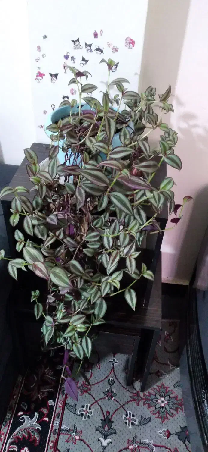 گل همیشه بهار ،حسن یوسف ، عروس و سانسوریا|گل و گیاه طبیعی|محمدیه-قزوین, |دیوار