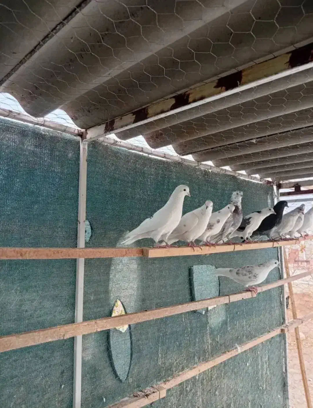 کبوتر پرشی|پرنده|ماهدشت, |دیوار