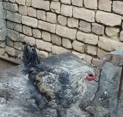 فروش مرغ تخم گذار درجه یک و جوان|حیوانات مزرعه|کویرات, |دیوار