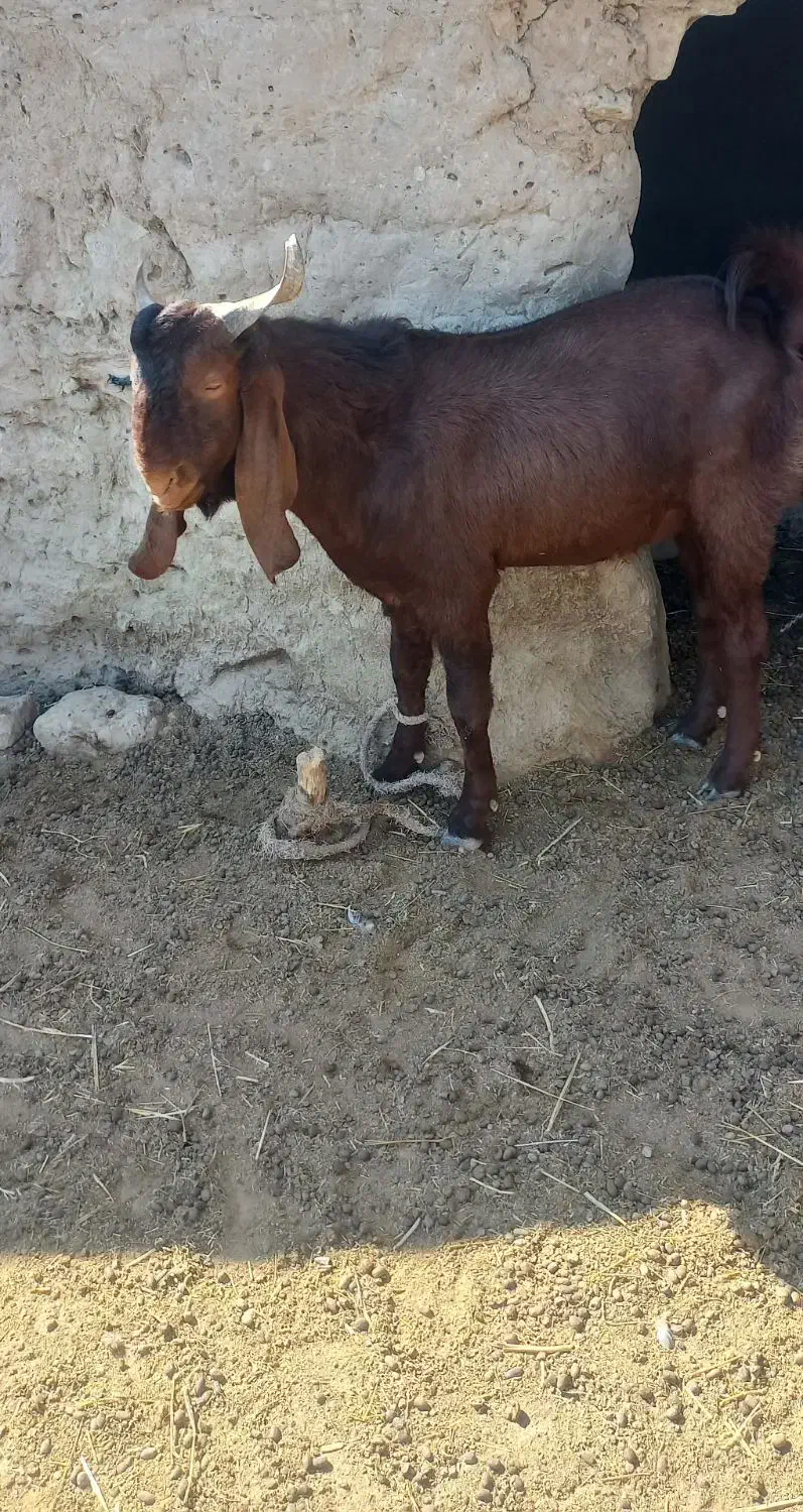کره نر مری|حیوانات مزرعه|زهک, |دیوار