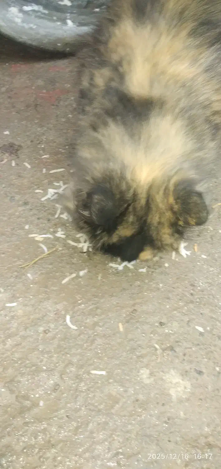 گربه|گربه|مرند, |دیوار