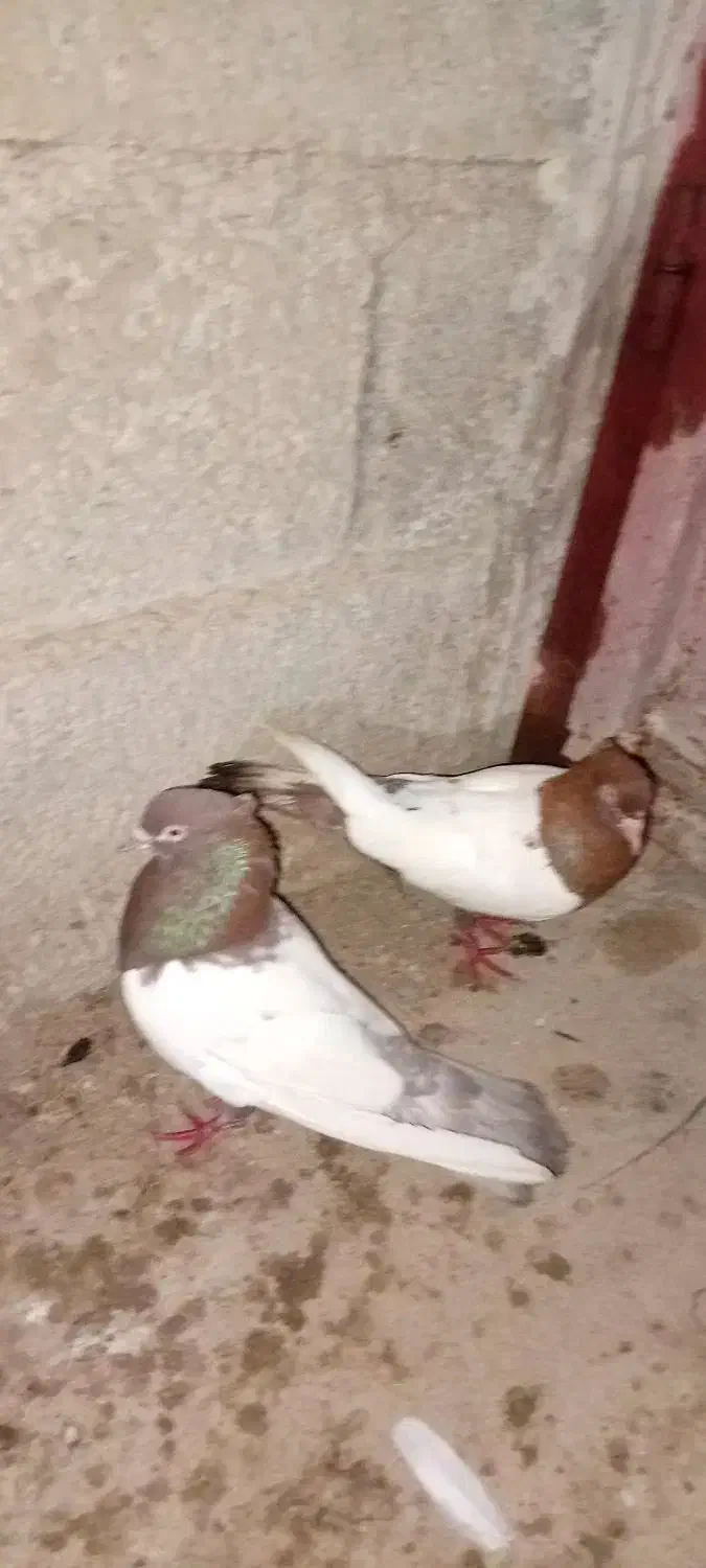 شادکان|پرنده|شادگان, |دیوار