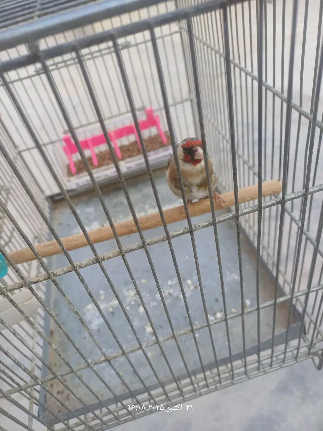 سهره سرسیاه درشت و دم قاشقی تازه صاف دهن زن.|پرنده|برازجان, |دیوار