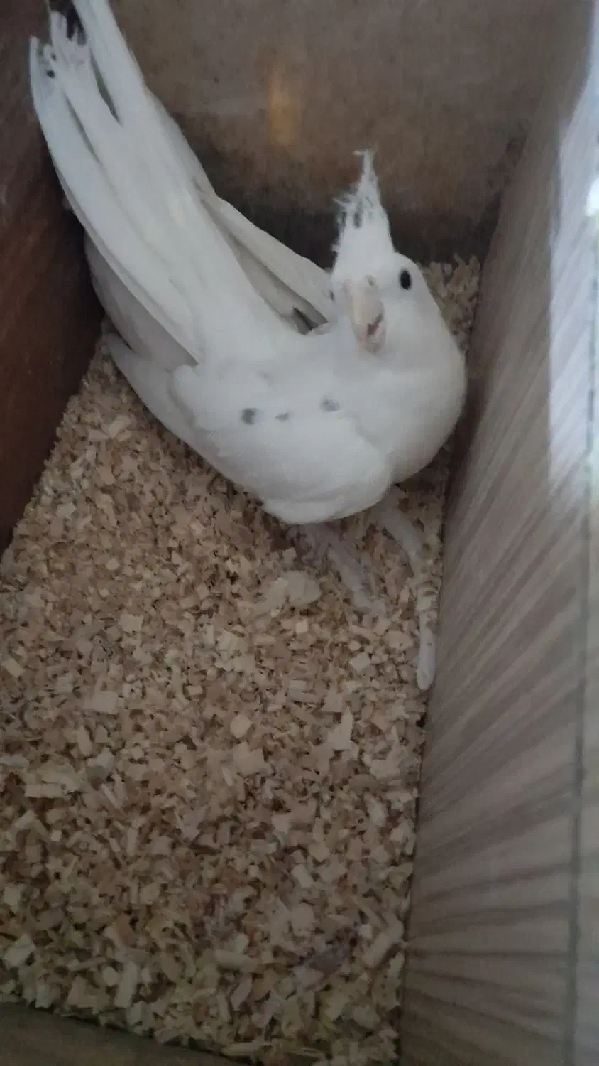 فروش چند جفت عروس مولد رو تخم|پرنده|اسکو, |دیوار