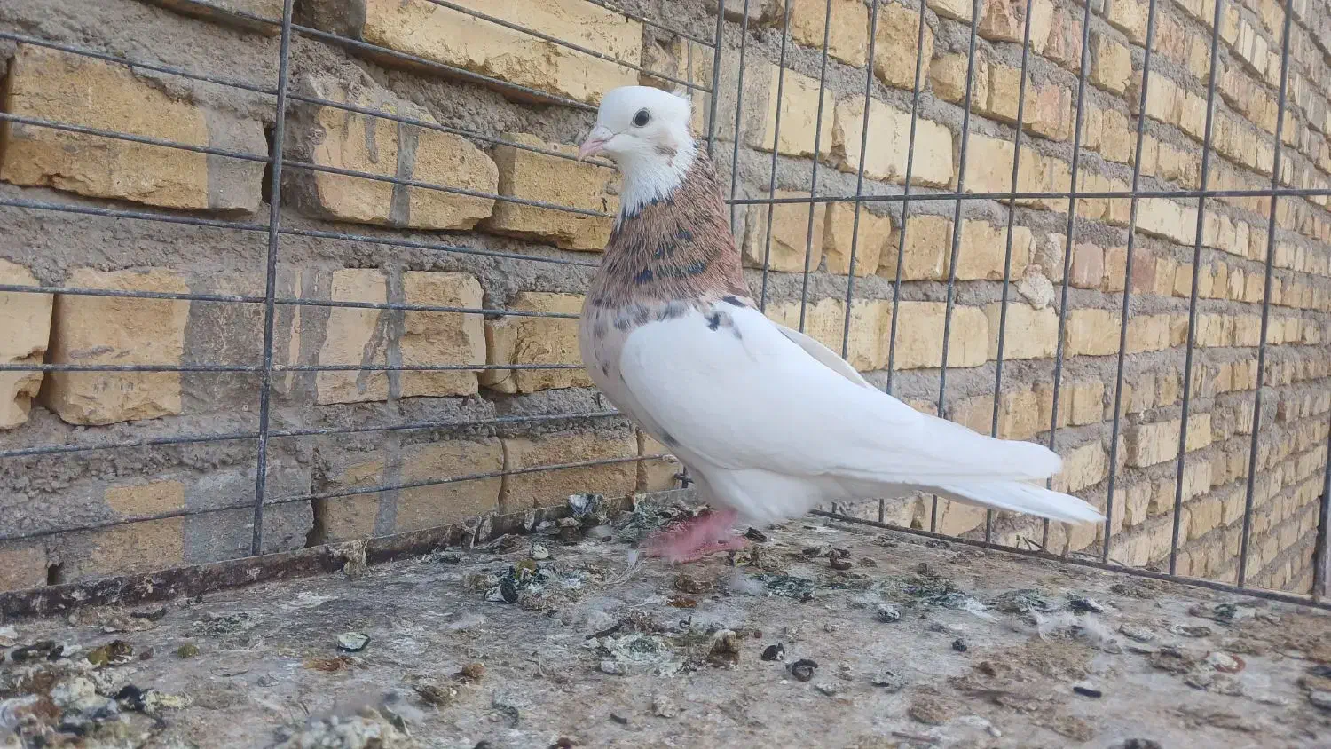 طوقی سرور مهر|پرنده|میبد, |دیوار