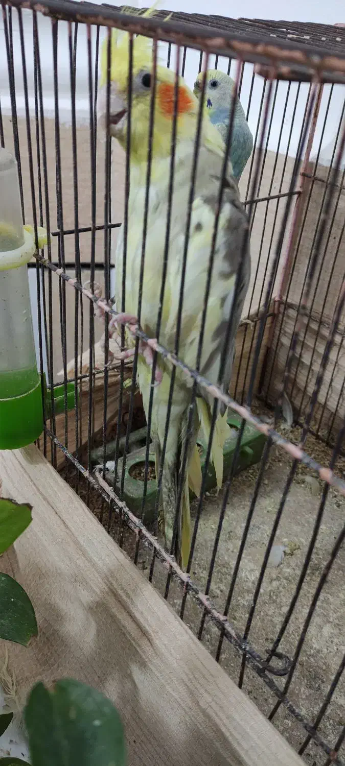 عروس هلندی|پرنده|هندیجان, |دیوار