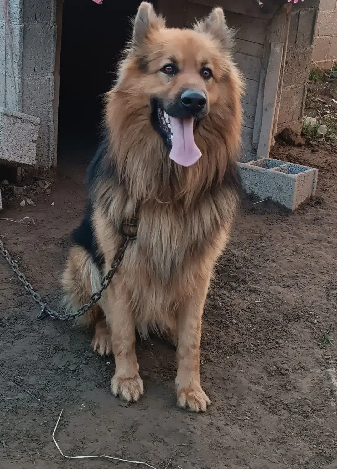 سگ ژرمن|سگ|لاهیجان, گلستان|دیوار