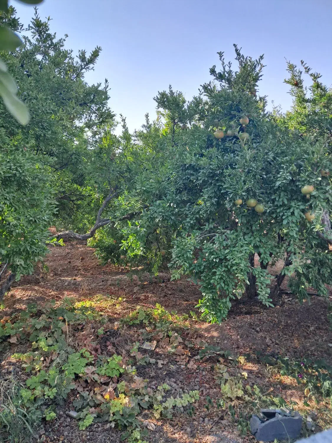 باغ شهری فاروق متراژ ۱۰۰۰متری|فروش خانه و ویلا|سیدان, |دیوار