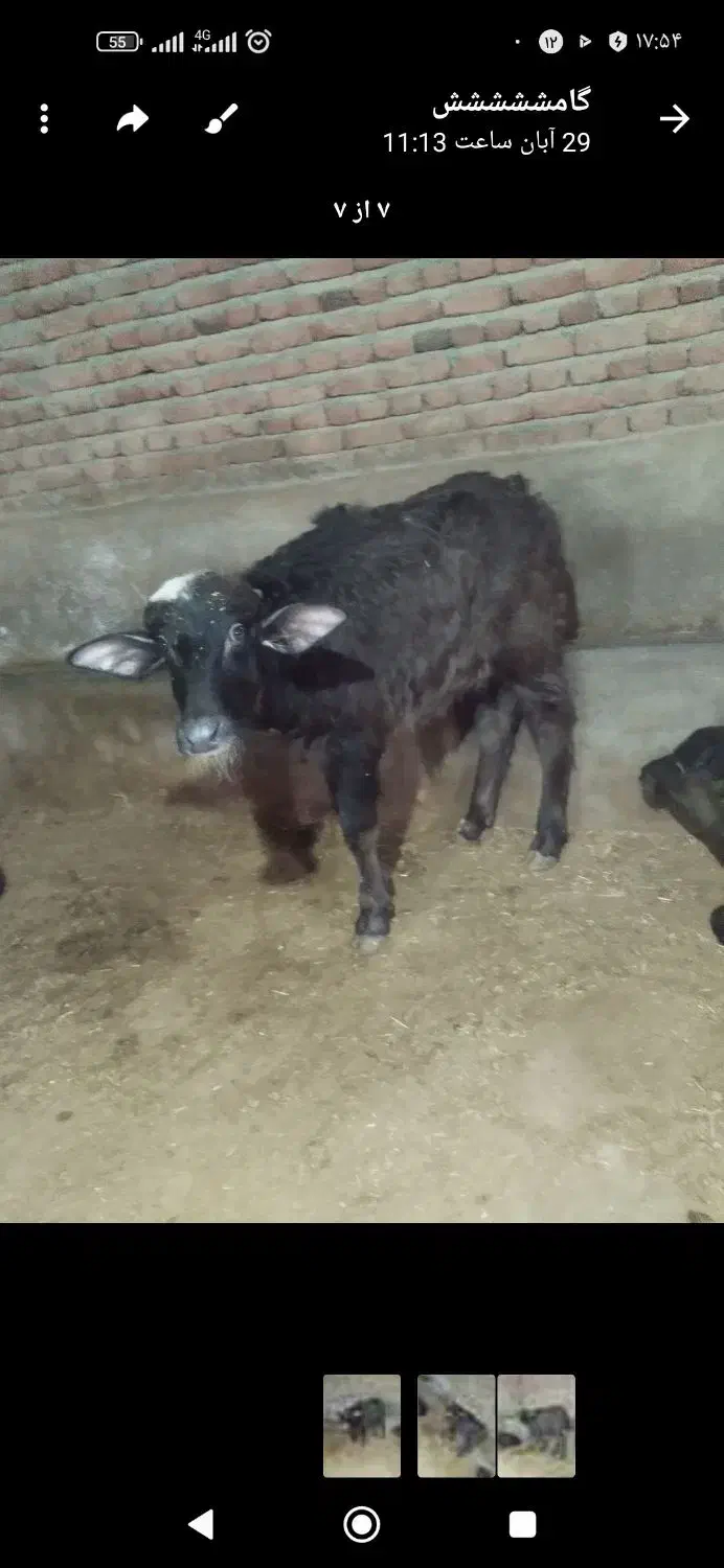 گوساله گاومیش اهوازی از مادر پر شیر|حیوانات مزرعه|ملکان, |دیوار