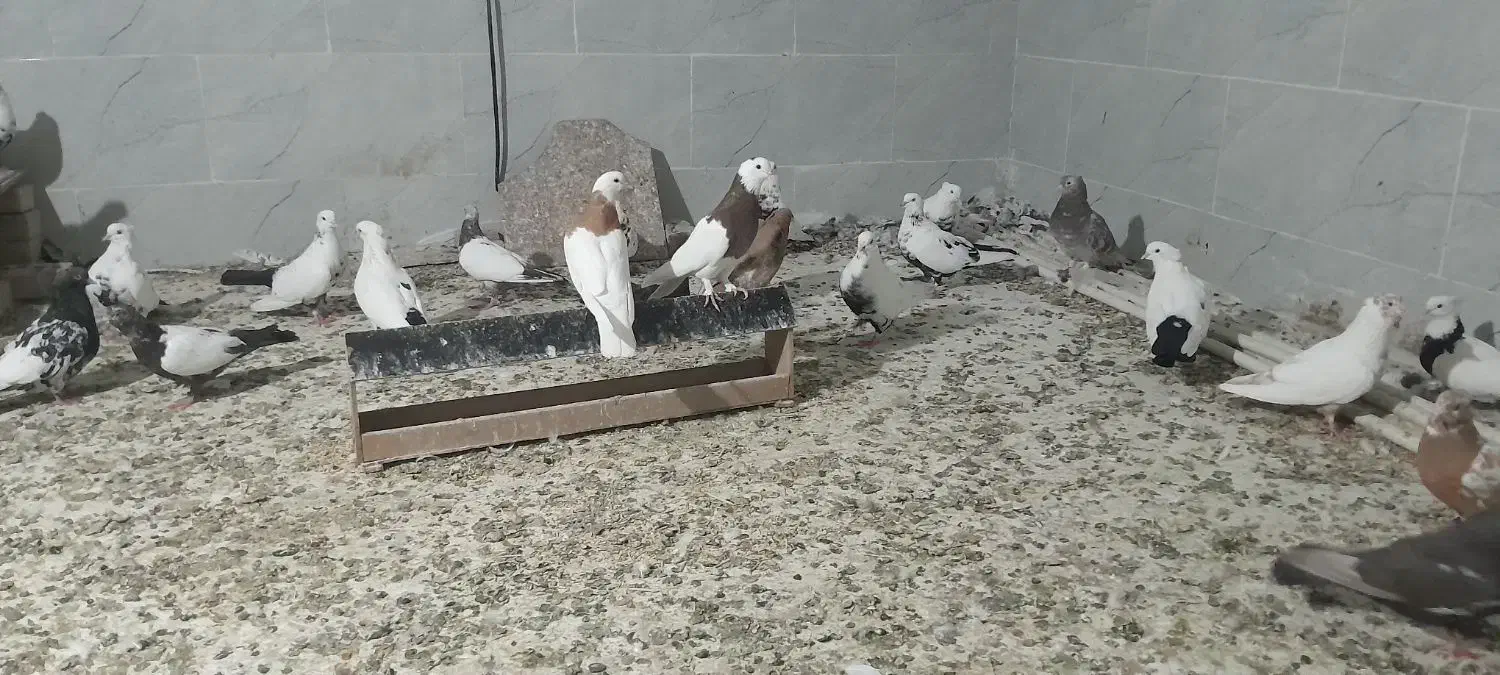 کبوتردمبی|پرنده|کارون, |دیوار