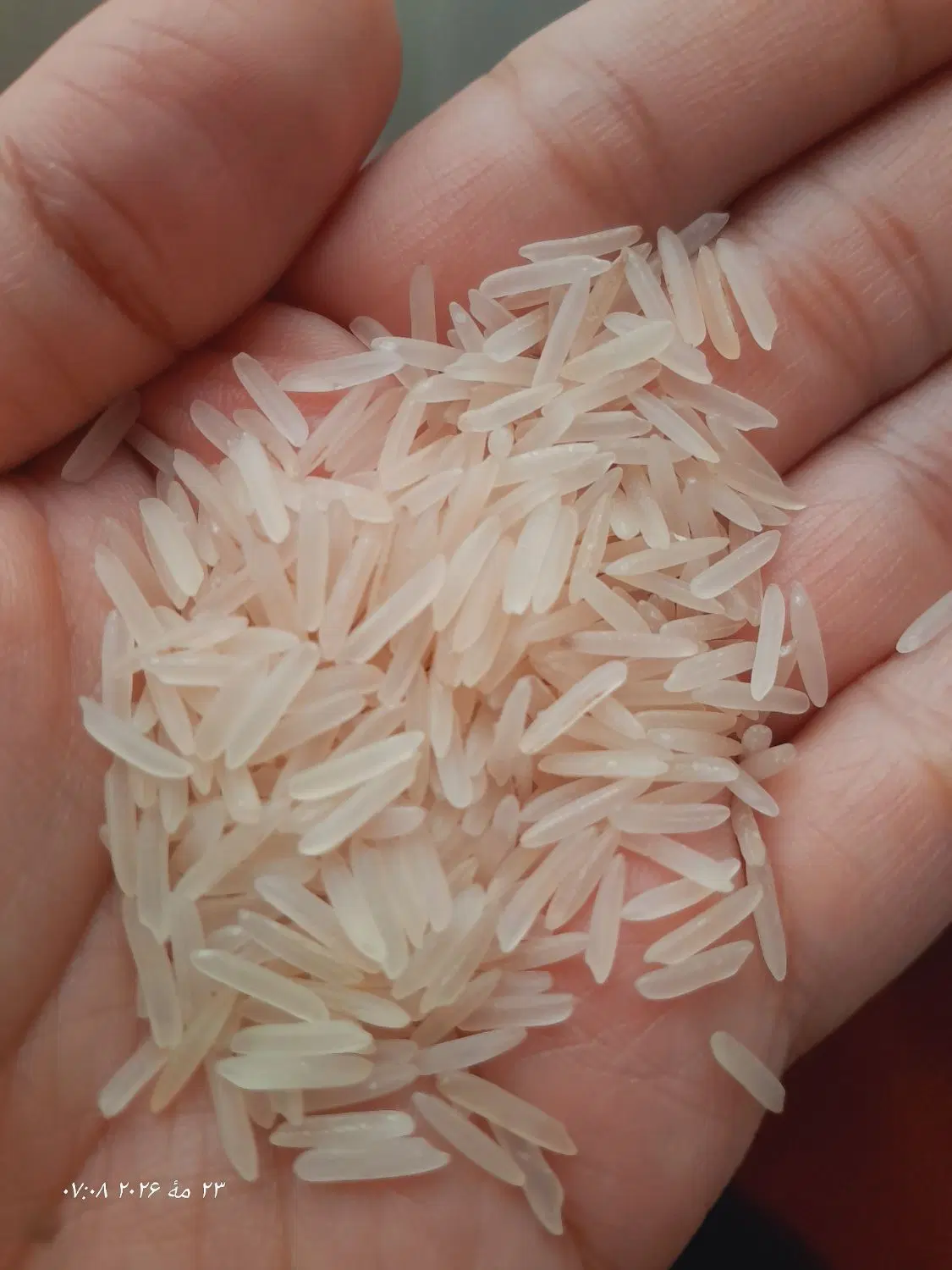 برنج هندی|خوردنی و آشامیدنی|نیشابور, میدان حافظ|دیوار