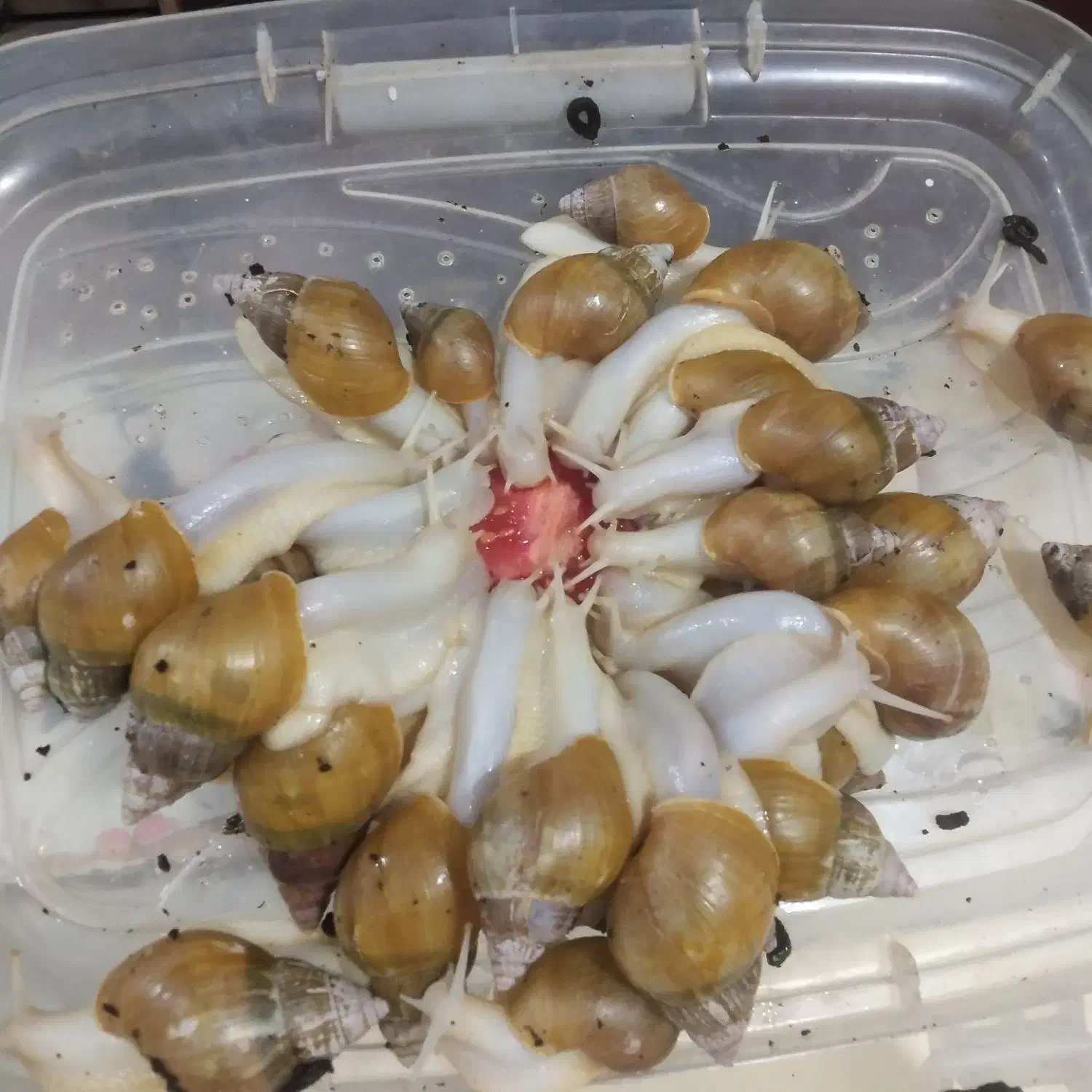 حلزون|خزنده|ورامین, ورامین|دیوار