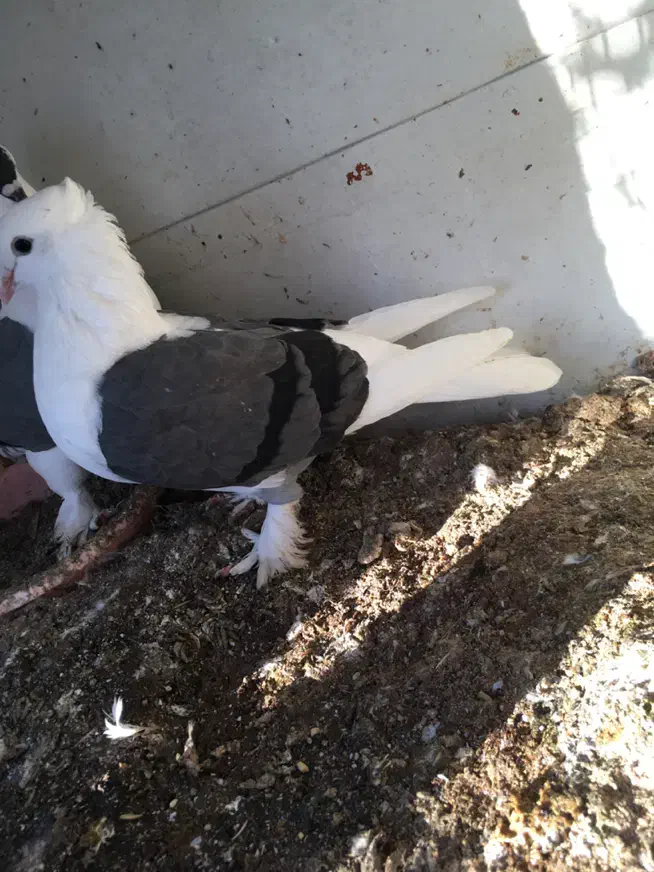 کبوتر|پرنده|بوشهر, |دیوار