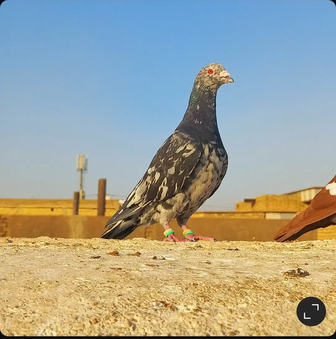 کبوتر|پرنده|شوشتر, |دیوار