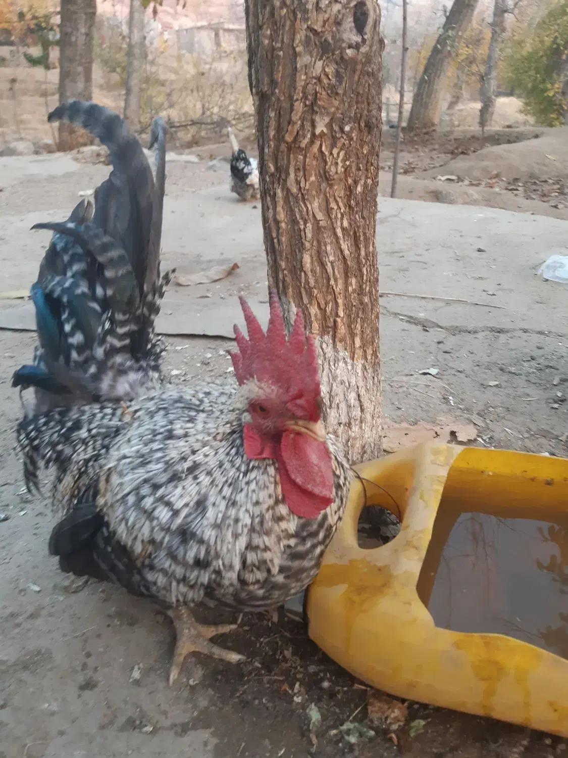 خروس چاپنیز کف خواب|حیوانات مزرعه|تویسرکان, |دیوار