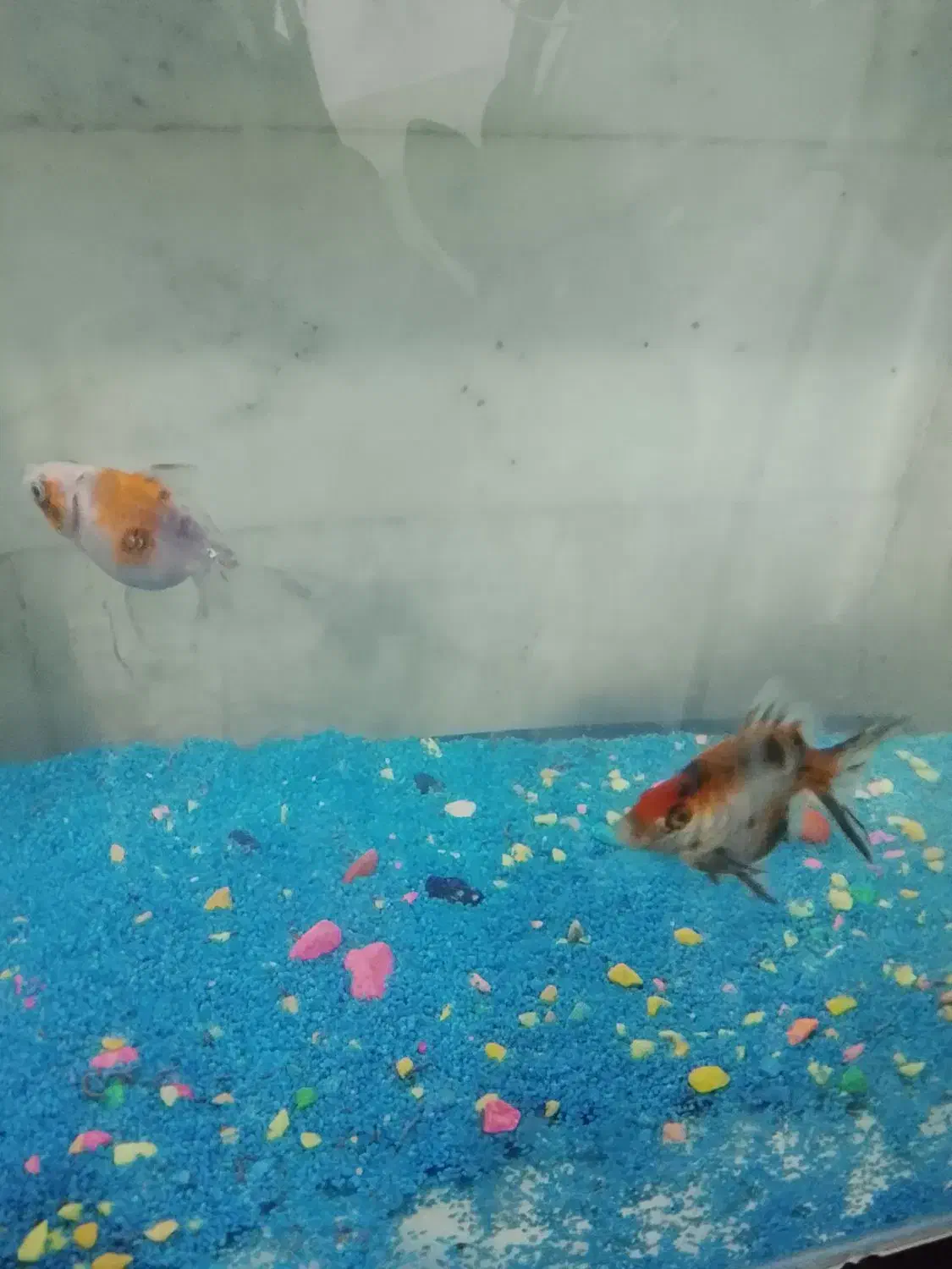 ماهی|ماهی|قائن, |دیوار