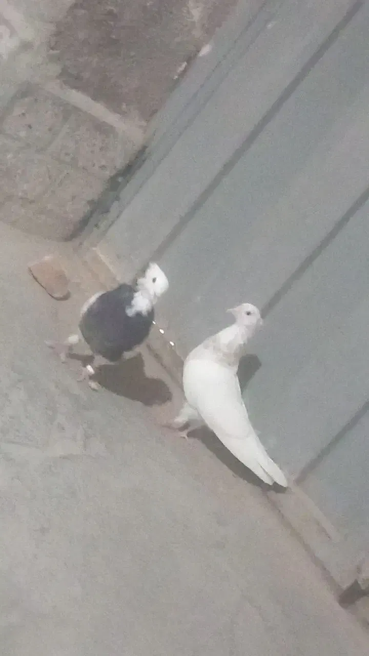 طوقی هفترنگ|پرنده|قائن, |دیوار