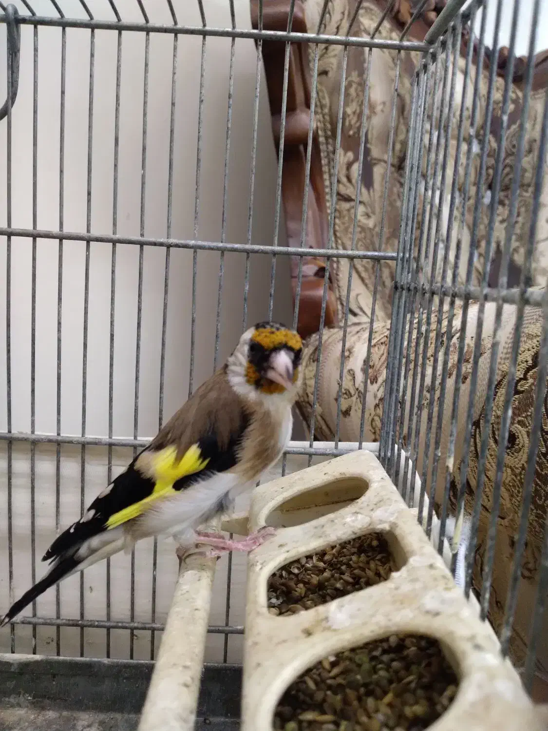 سهره|پرنده|ملارد, |دیوار