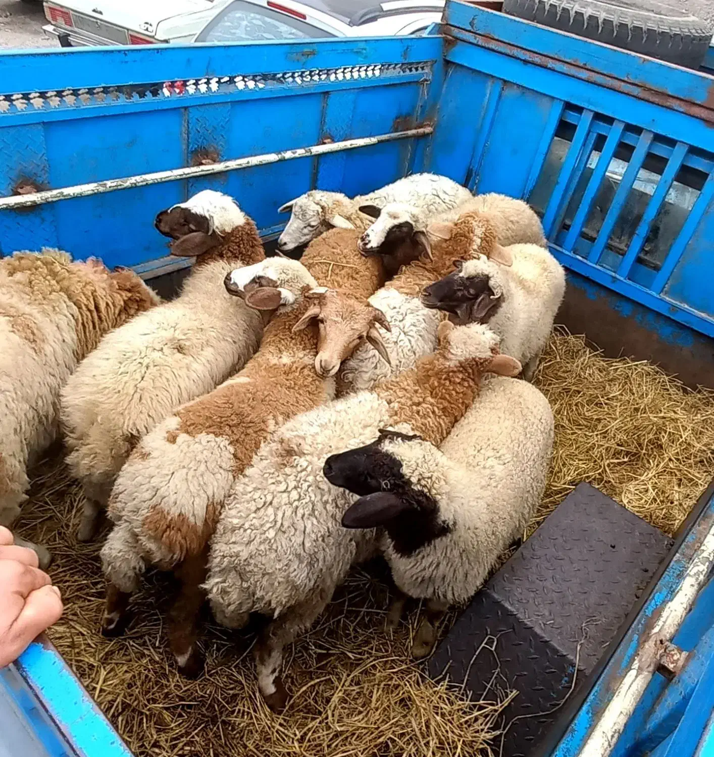 فروش بره نر و ماده|حیوانات مزرعه|اسالم, |دیوار