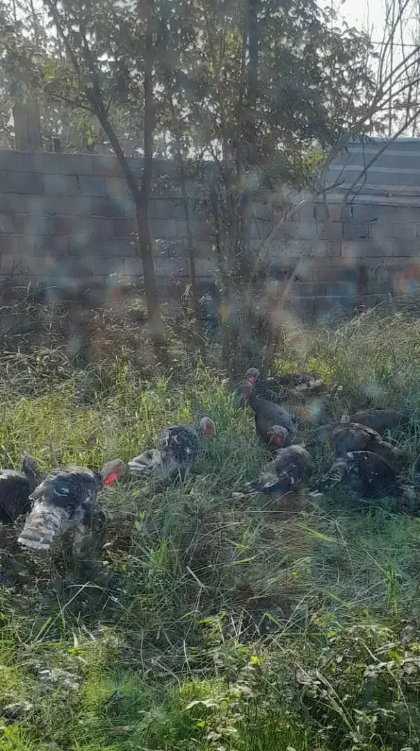 فروش بوقلمون محلی کیلویی ۳۰۰۰۰۰ تومان|حیوانات مزرعه|چاف و چمخاله, |دیوار