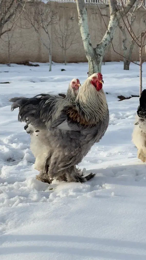 تخم نطفه دار|حیوانات مزرعه|قزوین, |دیوار