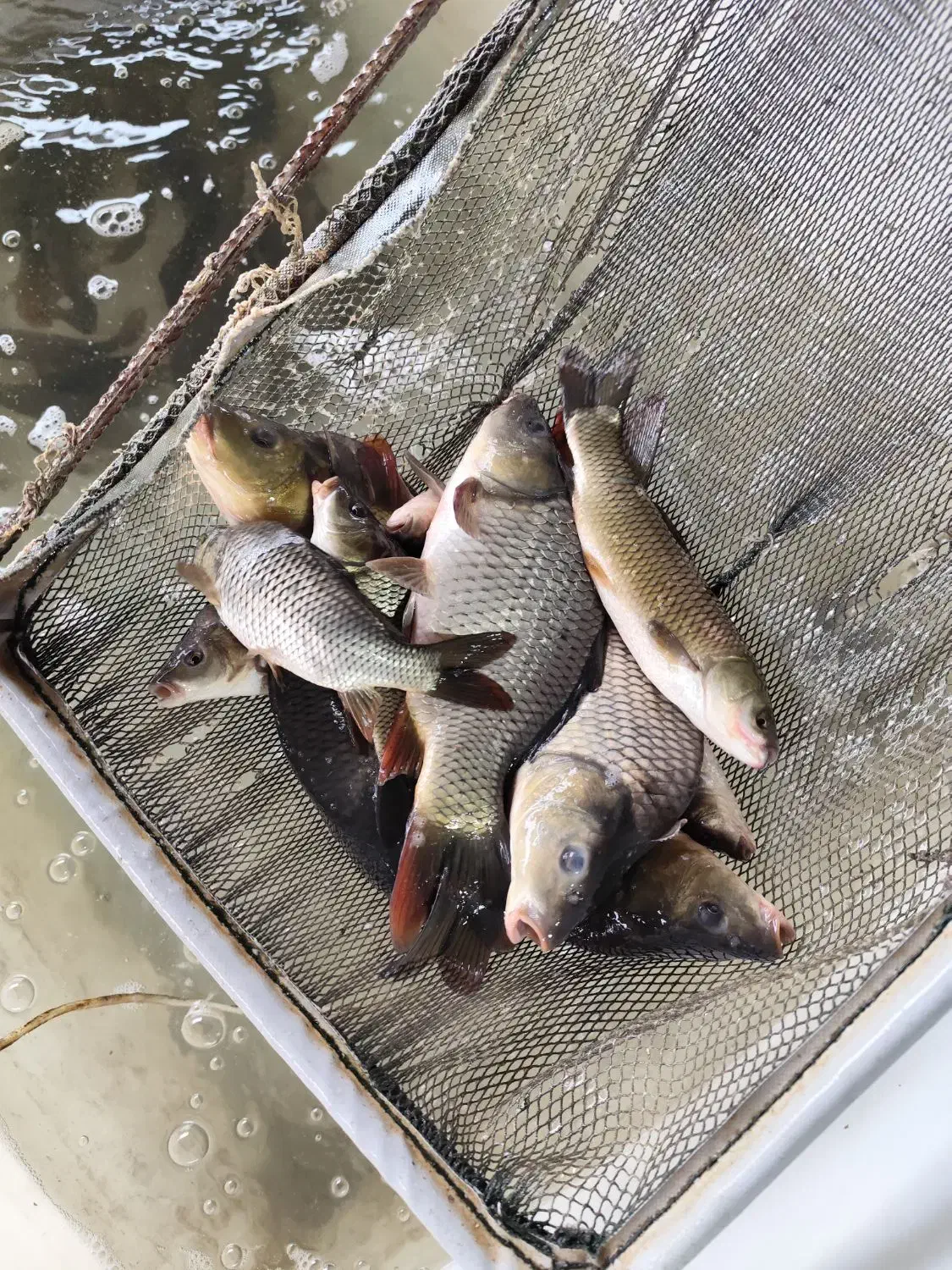 شارژ انواع سایزهای متفاوت بچه ماهی کپور و امور|عمده‌فروشی|سنگر, |دیوار