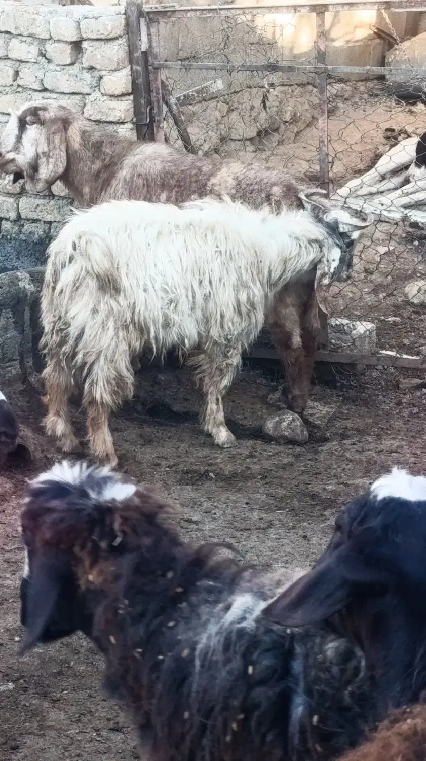 چپش نر  کیلویی 300|حیوانات مزرعه|زاغه, |دیوار