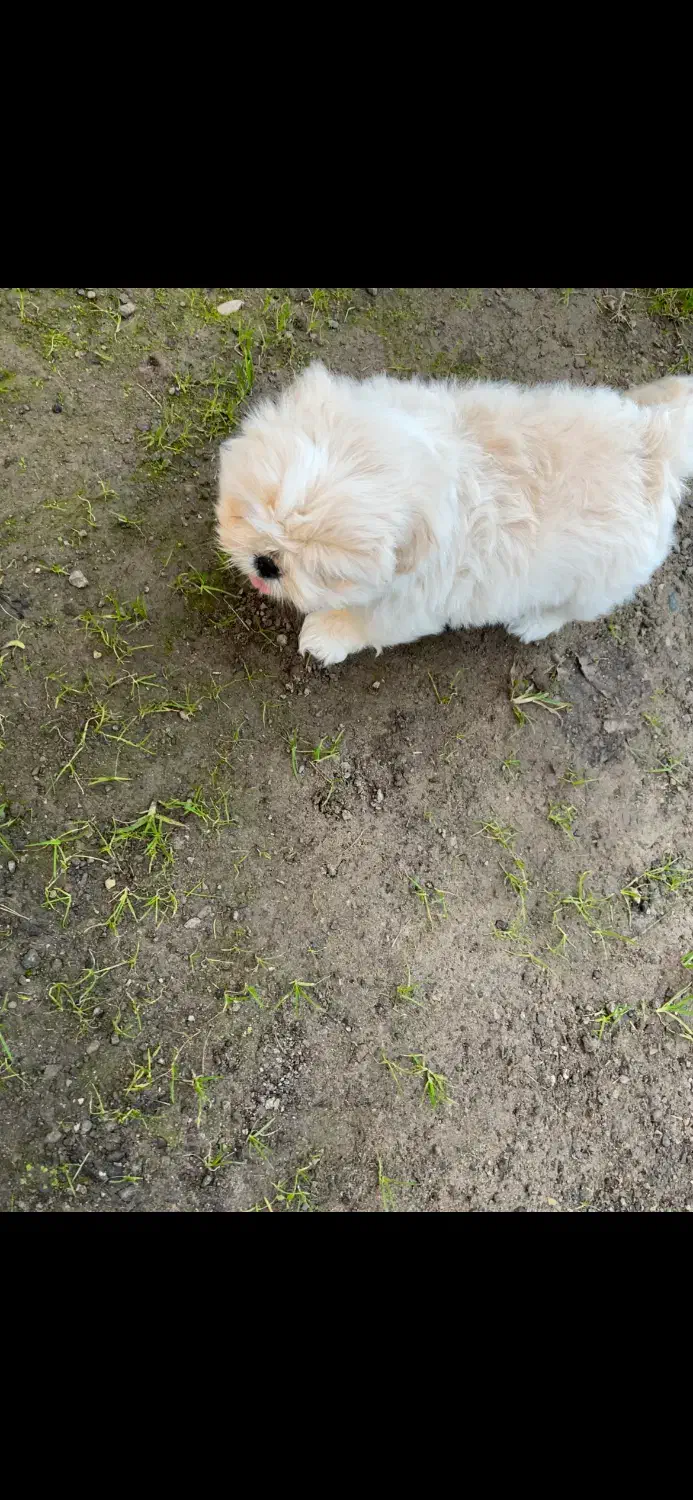 شیتزو سفید عروسکی|سگ|قزوین, |دیوار