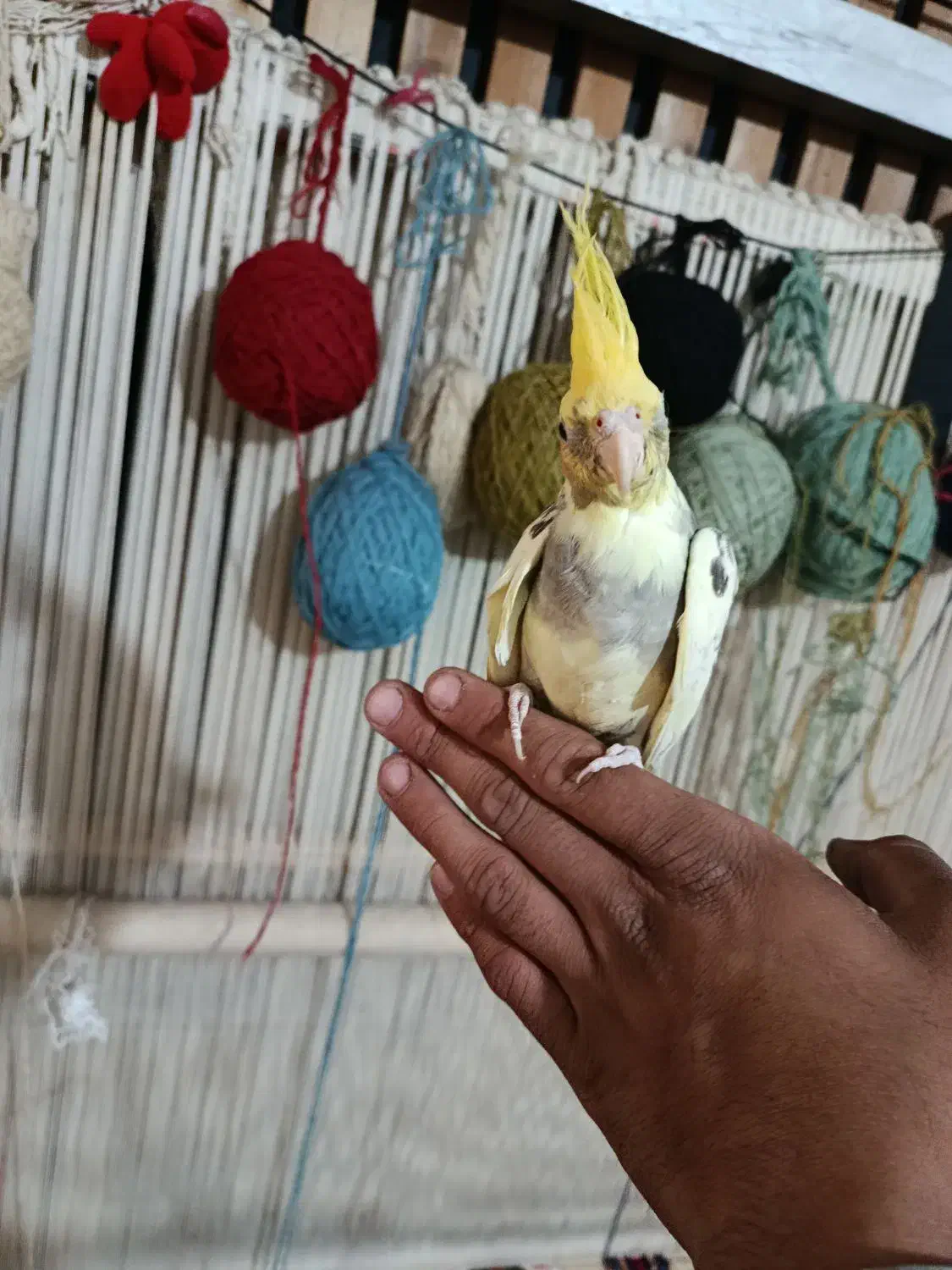 جوجه عروس|پرنده|قرچک, مهدیه|دیوار