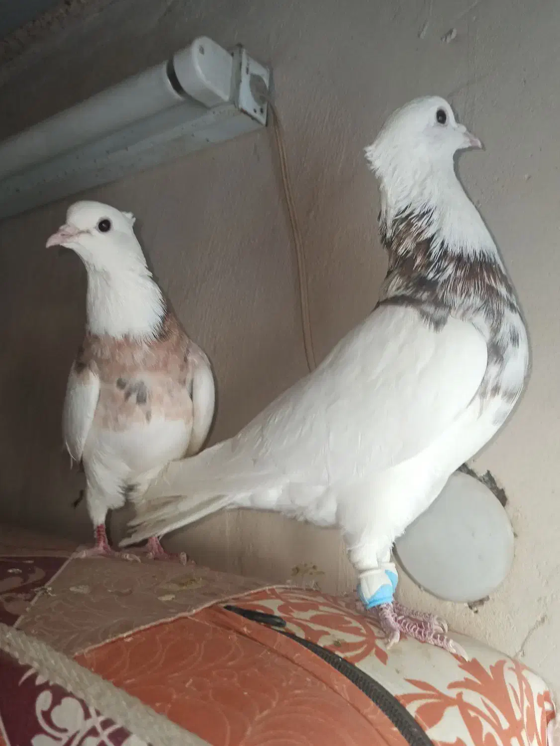 کبوتر طوقی وکله زرد|پرنده|بیرجند, |دیوار