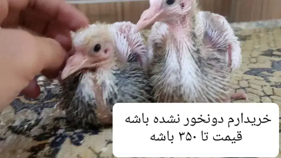 جوجه کفتر عکس دوم ن..گاه کنید|پرنده|گناباد, |دیوار