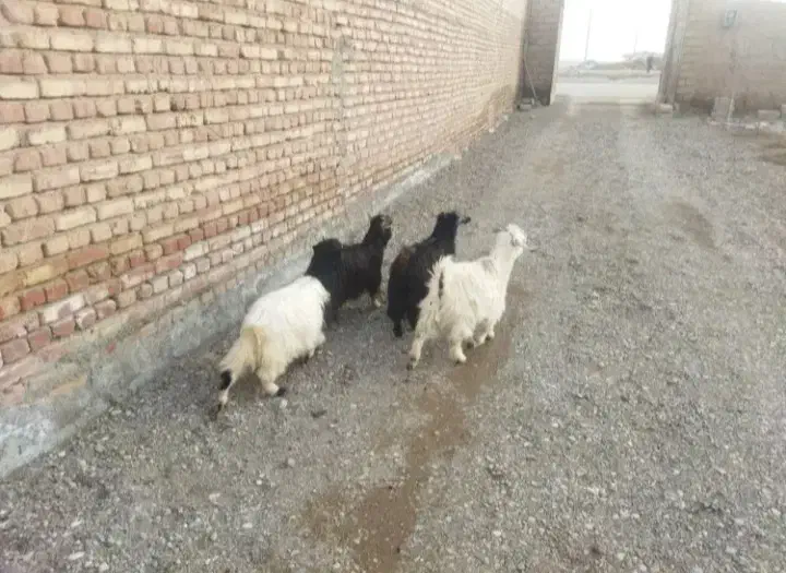 بزغاله|حیوانات مزرعه|مشهد, امیریه|دیوار