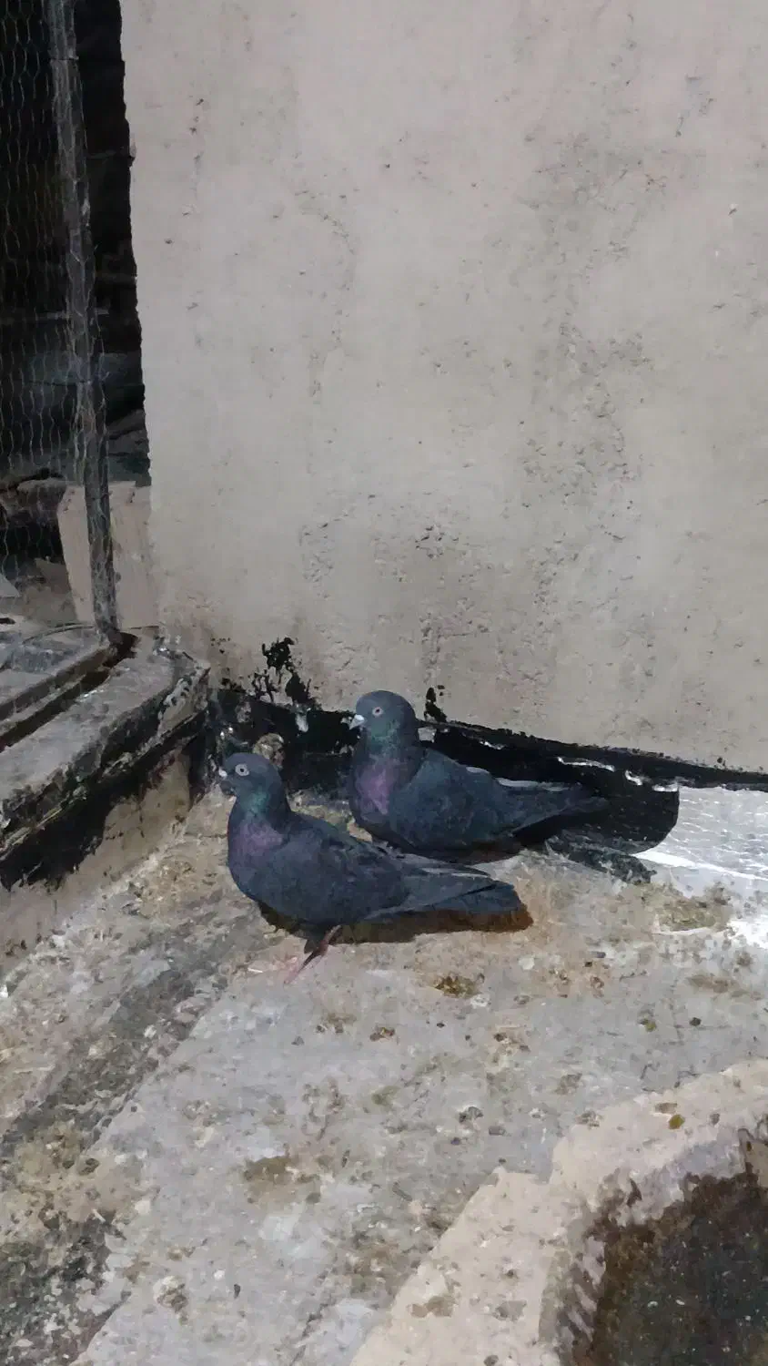 کفتر|پرنده|آبیک, |دیوار