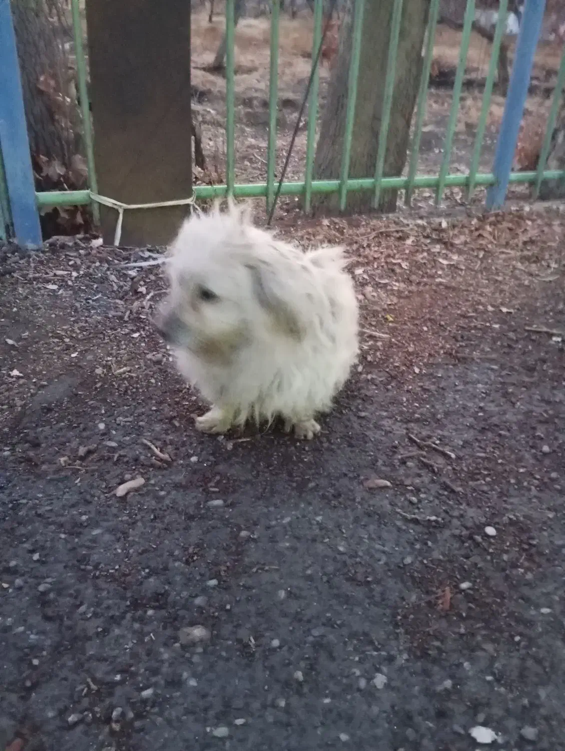 سگ پیداشده|حیوانات|محمدشهر, محمدشهر|دیوار