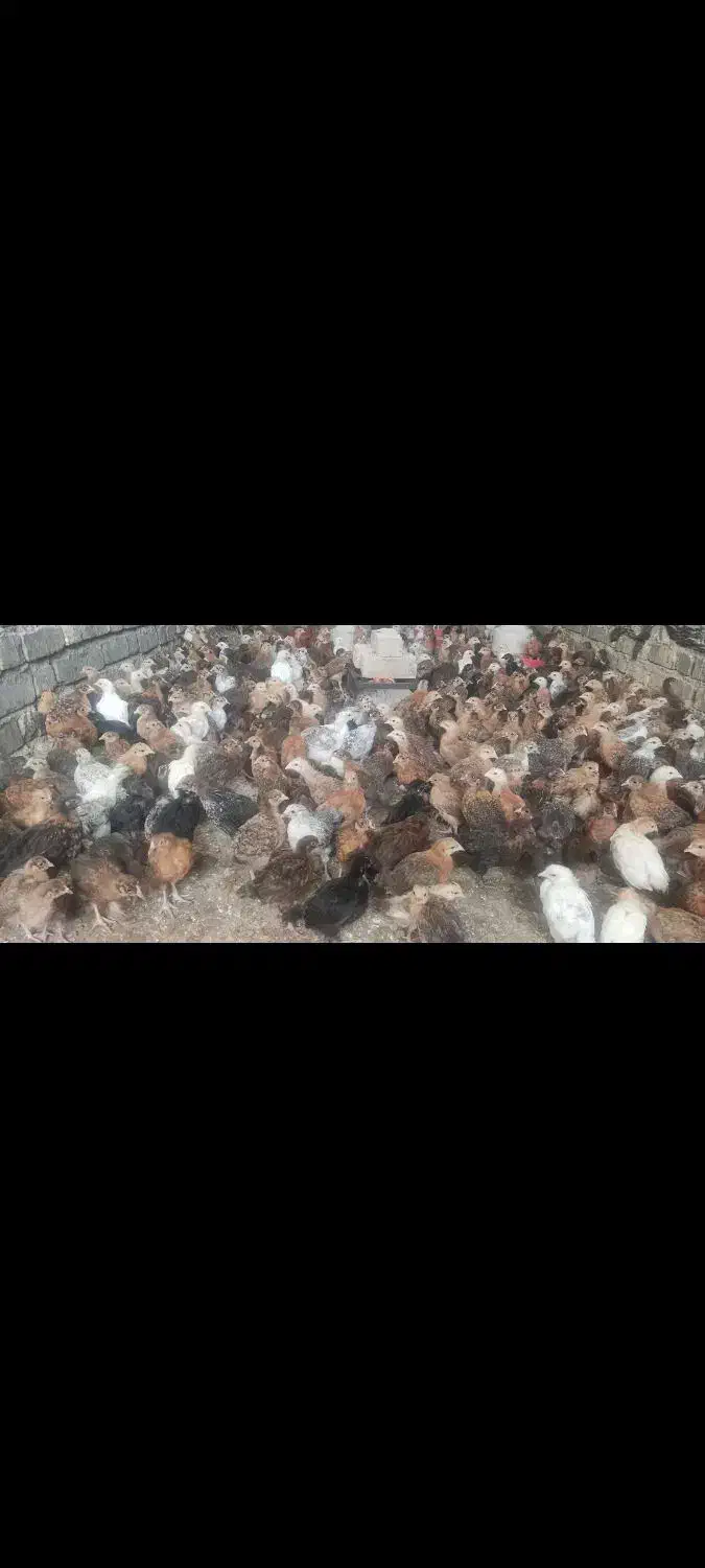 جوجه مرغ محلی|حیوانات مزرعه|کازرون, |دیوار