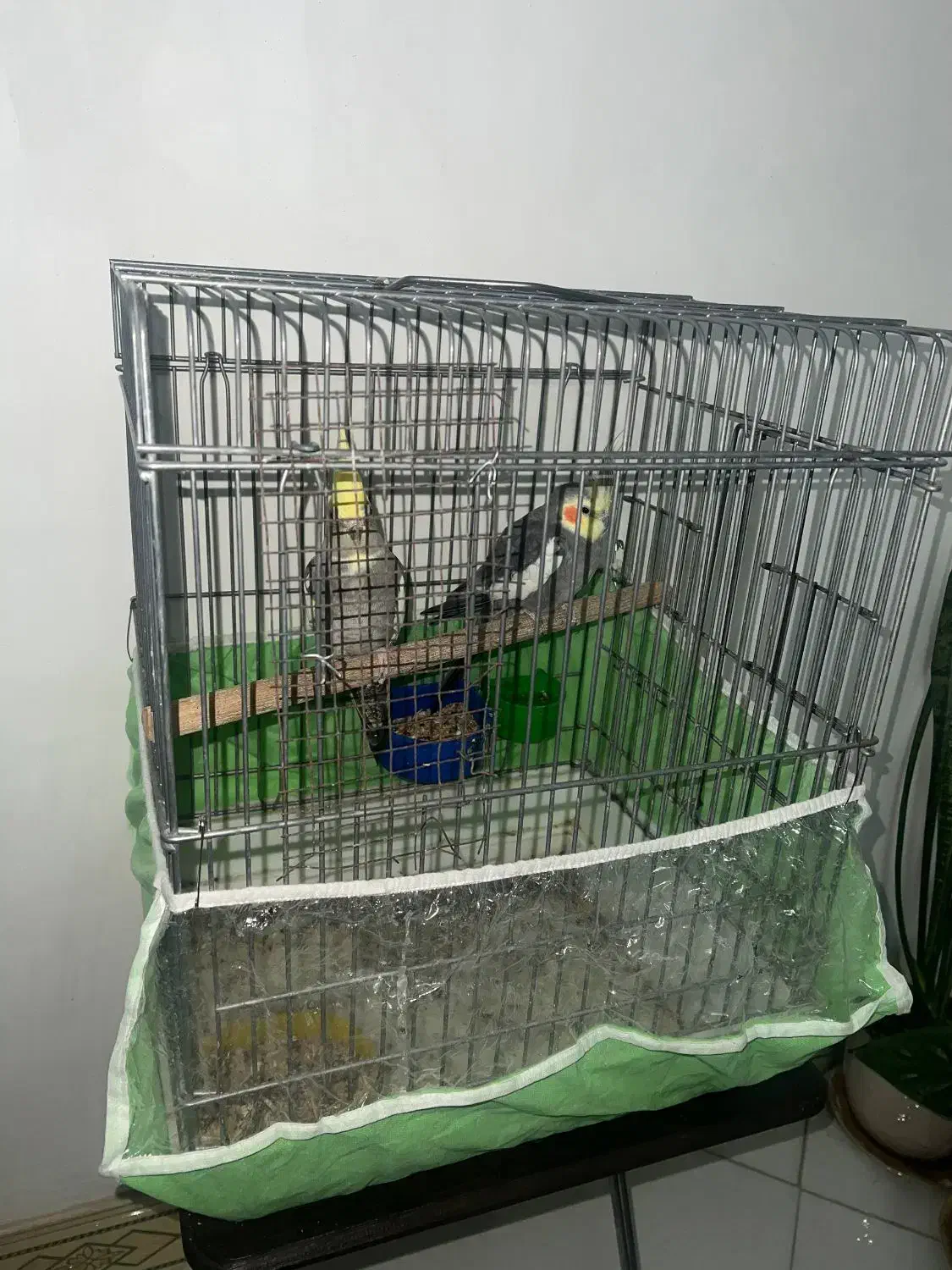 عروس هلندی|پرنده|فردیس, شهرک ناز|دیوار