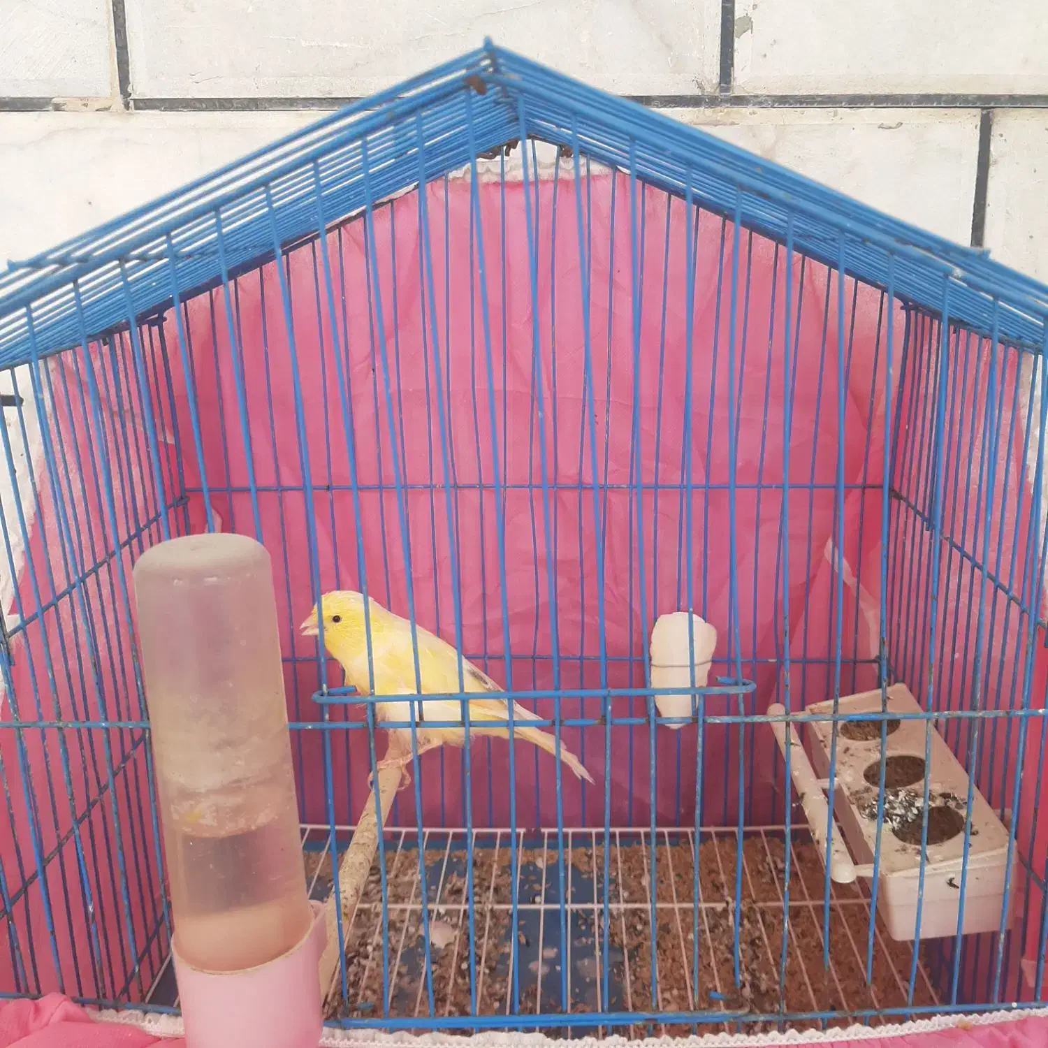 انواع قناری|پرنده|بندر ماهشهر, |دیوار