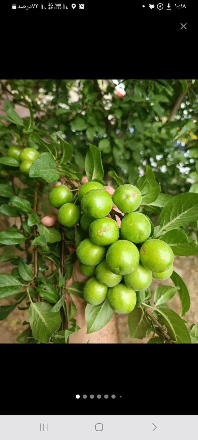 خدمات باغبانی و کاشت گل وگیاه|خدمات باغبانی و درختکاری|اصفهان, وحید|دیوار