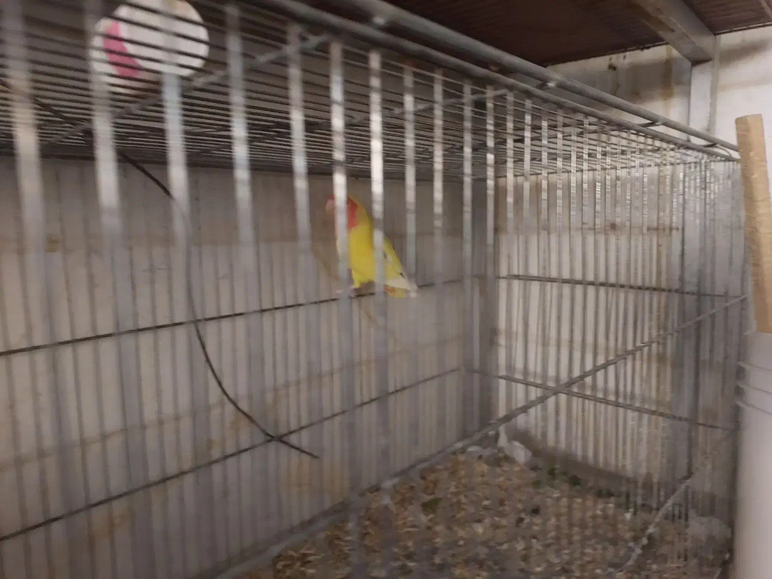 جوجه کوتوله|پرنده|قم, سراجه (۱۵ خرداد)|دیوار