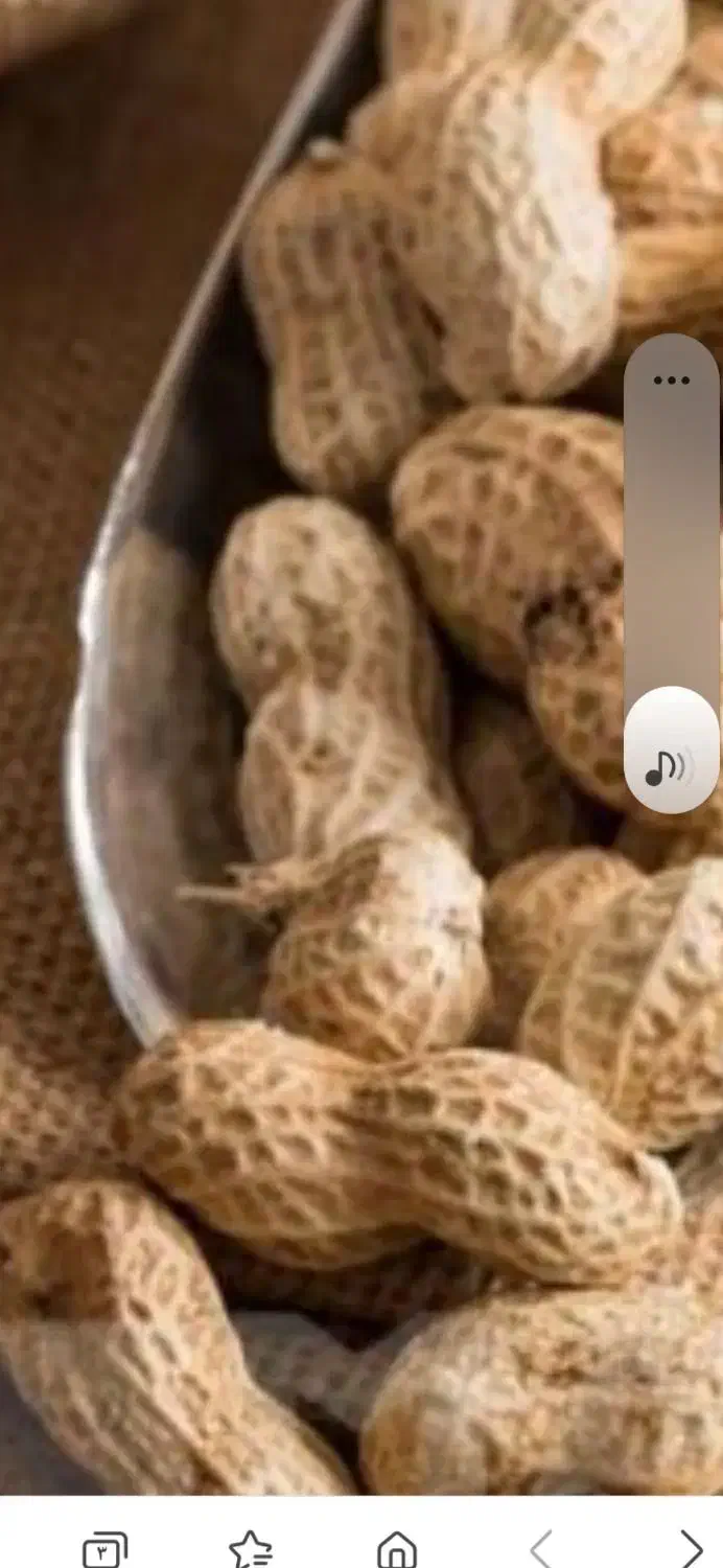 بادام زمینی|خوردنی و آشامیدنی|قشلاق دشت, |دیوار